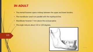 4/14/2018
135
IN ADULT
• The mental foramen opens midway between the upper and lower borders.
• The mandibular canal runs parallel with the mylohyoid line.
• Mandibular foramen 7 mm above the occlusal plane
• The angle reduces about 110 or 120 degrees.
 
