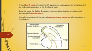 • Around fourth week of intra uterine life a prominent bulge appears on ventral aspect of
the embryo corresponding to the developing brain.
• Below the bulge the shallow depression , which corresponds to the primitive mouth
appears called stomatodaeum .
• Floor of stomatodaeum is formed by buccopharyngeal membrane, which separates it
from foregut.
4/14/2018
15
 