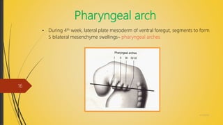 Pharyngeal arch
• During 4th week, lateral plate mesoderm of ventral foregut, segments to form
5 bilateral mesenchyme swellings– pharyngeal arches
4/14/2018
16
 