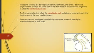 • Mesoderm covering the developing forebrain proliferates, and forms a downward
projection that overlaps the upper part of the stomatodeum this downward projection
is called the frontonasal process
• The first branchial arch is called the mandibular arch and plays an important role in the
development of the naso maxillary region.
• The stomodeum is overlapped superiorly by frontonasal process & laterally by
mandibular arches of both sides.
4/14/2018
19
 