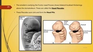 4/14/2018
20
• The ectoderm overlying the Fronto-nasal Process shows bilateral localized thickenings
above the stomatodeum. These are called the Nasal Placodes.
• These Placodes soon sink and form the Nasal Pits.
 