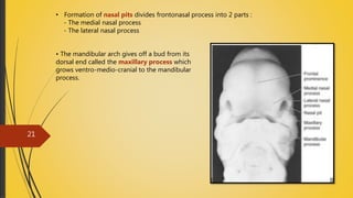 • Formation of nasal pits divides frontonasal process into 2 parts :
- The medial nasal process
- The lateral nasal process
• The mandibular arch gives off a bud from its
dorsal end called the maxillary process which
grows ventro-medio-cranial to the mandibular
process.
4/14/2018
21
 
