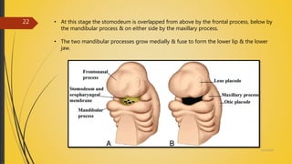 4/14/2018
22 • At this stage the stomodeum is overlapped from above by the frontal process, below by
the mandibular process & on either side by the maxillary process.
• The two mandibular processes grow medially & fuse to form the lower lip & the lower
jaw.
 