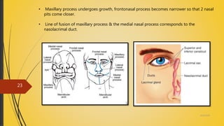 • Maxillary process undergoes growth, frontonasal process becomes narrower so that 2 nasal
pits come closer.
• Line of fusion of maxillary process & the medial nasal process corresponds to the
nasolacrimal duct.
4/14/2018
23
 