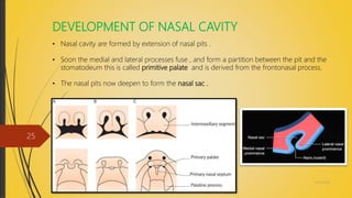 DEVELOPMENT OF NASAL CAVITY
• Nasal cavity are formed by extension of nasal pits .
• Soon the medial and lateral processes fuse , and form a partition between the pit and the
stomatodeum this is called primitive palate and is derived from the frontonasal process.
• The nasal pits now deepen to form the nasal sac .
4/14/2018
25
 