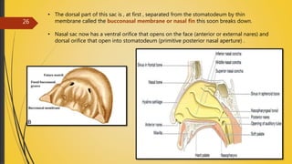 4/14/2018
26
• The dorsal part of this sac is , at first , separated from the stomatodeum by thin
membrane called the bucconasal membrane or nasal fin this soon breaks down.
• Nasal sac now has a ventral orifice that opens on the face (anterior or external nares) and
dorsal orifice that open into stomatodeum (primitive posterior nasal aperture) .
 