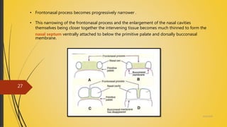 • Frontonasal process becomes progressively narrower .
• This narrowing of the frontonasal process and the enlargement of the nasal cavities
themselves being closer together the intervening tissue becomes much thinned to form the
nasal septum ventrally attached to below the primitive palate and dorsally bucconasal
membrane.
4/14/2018
27
 