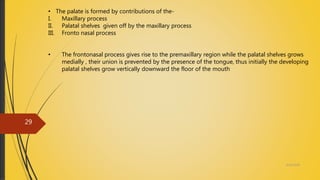• The palate is formed by contributions of the-
I. Maxillary process
II. Palatal shelves given off by the maxillary process
III. Fronto nasal process
• The frontonasal process gives rise to the premaxillary region while the palatal shelves grows
medially , their union is prevented by the presence of the tongue, thus initially the developing
palatal shelves grow vertically downward the floor of the mouth
4/14/2018
29
 