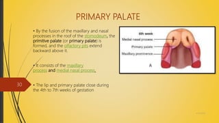 PRIMARY PALATE
• By the fusion of the maxillary and nasal
processes in the roof of the stomodeum, the
primitive palate (or primary palate) is
formed, and the olfactory pits extend
backward above it.
• It consists of the maxillary
process and medial nasal process.
• The lip and primary palate close during
the 4th to 7th weeks of gestation
4/14/2018
30
 