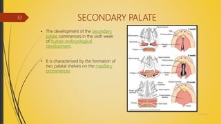 SECONDARY PALATE
• The development of the secondary
palate commences in the sixth week
of human embryological
development.
• It is characterised by the formation of
two palatal shelves on the maxillary
prominences
4/14/2018
32
 
