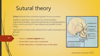 Sutural theory
Sicher believed that craniofacial growth occurs at sutures.
Maxilla is attached to the cranium by frontomaxillary,
zygomaticomaxillary, zygomaticotemporal and pterygopalatine
suture, which are more-or-less oblique and parallel to each
other
Thus growth in these areas will push the maxilla downward and
forward
But???
• Suture is a tension adapted tissue
• Suture doesn’t grow when transplanted
• Growth takes place in untreated cases of cleft palate
Enlow’s; Essentials of Facial Growth, 4th Edition
4/14/2018
55
 