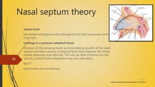 Nasal septum theory
James Scott
He viewed cartilaginous sites throughout the skull as primary centres
of growth
cartilage is a pressure-adapted tissue
Pressure (of the growing brain) accommodating growth of the nasal
septum provides a source of physical force that displaces the whole
maxilla anteriorly and inferiorly. This sets up field of tension for the
sutures, at which bone deposition may now take place.
But???
Experiments are not decisive
Enlow’s; Essentials of Facial Growth, 4th Edition
4/14/2018
56
 