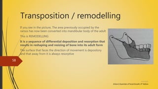 Transposition / remodelling
If you see in the picture, The area previously occupied by the
ramus has now been converted into mandibular body of the adult
This is REMODELLING
It is a sequence of differential deposition and resorption that
results in reshaping and resizing of bone into its adult form
The surface that faces the direction of movement is depository
and that away from it is always resorptive
Enlow’s; Essentials of Facial Growth, 4th Edition
4/14/2018
58
 