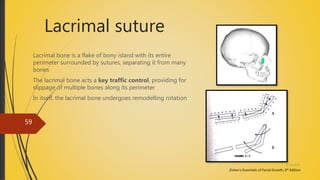 Lacrimal suture
Lacrimal bone is a flake of bony island with its entire
perimeter surrounded by sutures, separating it from many
bones
The lacrimal bone acts a key traffic control, providing for
slippage of multiple bones along its perimeter
In itself, the lacrimal bone undergoes remodelling rotation
Enlow’s; Essentials of Facial Growth, 4th Edition
4/14/2018
59
 