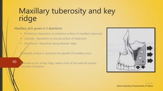 Maxillary tuberosity and key
ridge
Maxillary arch grows in 3 directions
• Posteriorly deposition on posterior surface of maxillary tuberosity
• Laterally- deposition on buccal surface of tuberosity
• Downward- deposition along alveolar ridge
Endosteal surface is resorptive for growth of maxillary sinus
Reversal occurs at key ridge, where most of the external surface
becomes resorptive
Enlow’s; Essentials of Facial Growth, 4th Edition
4/14/2018
60
 