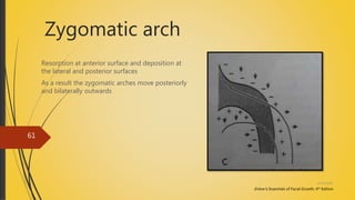Zygomatic arch
Resorption at anterior surface and deposition at
the lateral and posterior surfaces
As a result the zygomatic arches move posteriorly
and bilaterally outwards
Enlow’s; Essentials of Facial Growth, 4th Edition
4/14/2018
61
 