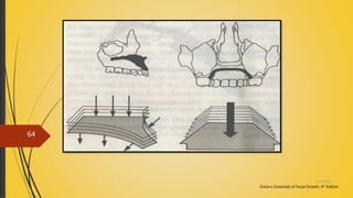 Enlow’s; Essentials of Facial Growth, 4th Edition
4/14/2018
64
 