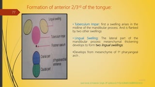 Formation of anterior 2/3rd of the tongue:
• Tuberculum Impar: first a swelling arises in the
midline of the mandibular process. And is flanked
by two other swellings
• Lingual Swelling: The lateral part of the
mandibular process mesenchymal thickening
develops to form two lingual swellings.
•Develops from mesenchyme of 1st pharyangeal
arch .
(text book of Inderbir Singh ,8th edition,G P Pal,HUMAN EMBRYOLOGY)
4/14/2018
77
 
