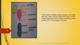 •These lateral swelling quickly enlarge and merge
with each other and the tuberculum impar to form
a large mass from which mucous membrane of the
anterior 2/3rd of the tongue is formed.
(text book of Inderbir Singh ,8th edition,G P Pal,HUMAN EMBRYOLOGY)
4/14/2018
78
 