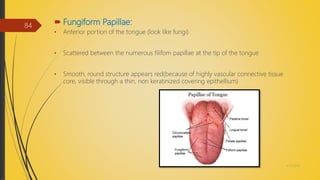  Fungiform Papillae:
• Anterior portion of the tongue (look like fungi)
• Scattered between the numerous filifom papillae at the tip of the tongue
• Smooth, round structure appears red(because of highly vascular connective tissue
core, visible through a thin, non keratinized covering epithellium)
4/14/2018
84
 