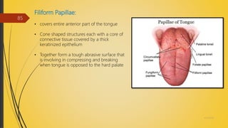 Filiform Papillae:
• covers entire anterior part of the tongue
• Cone shaped structures each with a core of
connective tissue covered by a thick
keratinized epithelium
• Together form a tough abrasive surface that
is involving in compressing and breaking
when tongue is opposed to the hard palate
4/14/2018
85
 