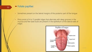  Foliate papillae:
• Sometimes present on the lateral margins of the posterior part of the tongue
• Pink,consist of 4 to 11 parallel ridges that alternate with deep grooves in the
mucosa and few taste buds are present in the epithelium of the lateral walls of
ridges
4/14/2018
86
 
