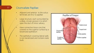 Cirumvallate Papillae:
• Adjacent and anterior to the sulcus
terminalis are 8 to 12 papillae
• Large structure, each surrounded by
a deep, circular groove in to which
open the duct of minor salivary
• Have connective tissue core that
covered on the superior surface by a
keratinized epithelium
• The epithelium covering lateral walls
is non-keratinized and contains taste
buds
4/14/2018
87
 