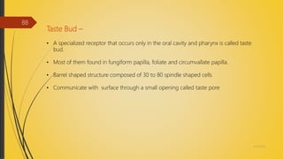 Taste Bud –
• A specialized receptor that occurs only in the oral cavity and pharynx is called taste
bud.
• Most of them found in fungiform papilla, foliate and circumvallate papilla.
• Barrel shaped structure composed of 30 to 80 spindle shaped cells
• Communicate with surface through a small opening called taste pore
4/14/2018
88
 