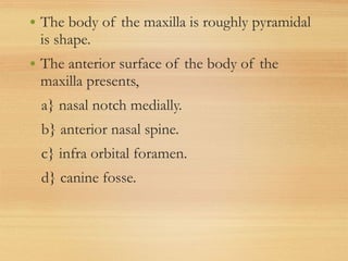 • The body of the maxilla is roughly pyramidal
is shape.
• The anterior surface of the body of the
maxilla presents,
a} nasal notch medially.
b} anterior nasal spine.
c} infra orbital foramen.
d} canine fosse.
 