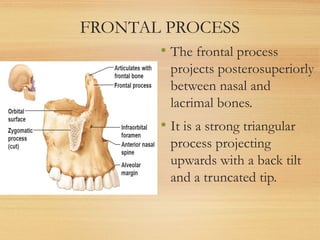 FRONTAL PROCESS
• The frontal process
projects posterosuperiorly
between nasal and
lacrimal bones.
• It is a strong triangular
process projecting
upwards with a back tilt
and a truncated tip.
 