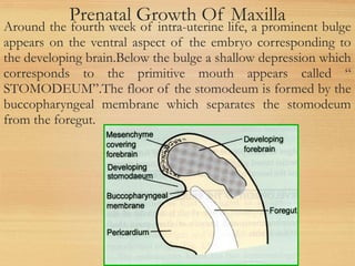 Prenatal Growth Of Maxilla
Around the fourth week of intra-uterine life, a prominent bulge
appears on the ventral aspect of the embryo corresponding to
the developing brain.Below the bulge a shallow depression which
corresponds to the primitive mouth appears called “
STOMODEUM”.The floor of the stomodeum is formed by the
buccopharyngeal membrane which separates the stomodeum
from the foregut.
 