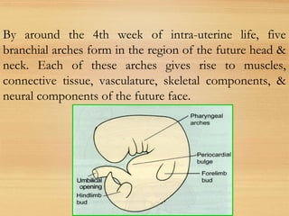 By around the 4th week of intra-uterine life, five
branchial arches form in the region of the future head &
neck. Each of these arches gives rise to muscles,
connective tissue, vasculature, skeletal components, &
neural components of the future face.
 