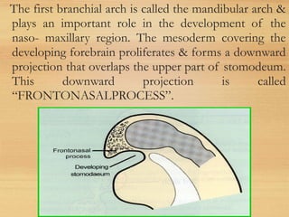 The first branchial arch is called the mandibular arch &
plays an important role in the development of the
naso- maxillary region. The mesoderm covering the
developing forebrain proliferates & forms a downward
projection that overlaps the upper part of stomodeum.
This downward projection is called
“FRONTONASALPROCESS”.
 