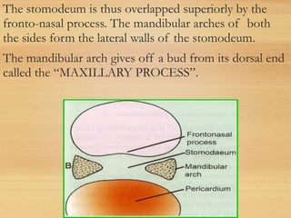 The stomodeum is thus overlapped superiorly by the
fronto-nasal process. The mandibular arches of both
the sides form the lateral walls of the stomodeum.
The mandibular arch gives off a bud from its dorsal end
called the “MAXILLARY PROCESS”.
 