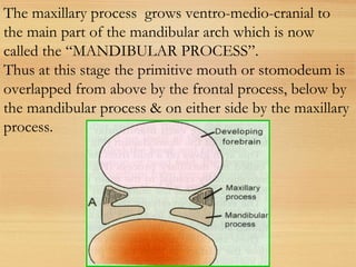 The maxillary process grows ventro-medio-cranial to
the main part of the mandibular arch which is now
called the “MANDIBULAR PROCESS”.
Thus at this stage the primitive mouth or stomodeum is
overlapped from above by the frontal process, below by
the mandibular process & on either side by the maxillary
process.
 