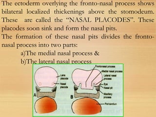 The ectoderm overlying the fronto-nasal process shows
bilateral localized thickenings above the stomodeum.
These are called the “NASAL PLACODES”. These
placodes soon sink and form the nasal pits.
The formation of these nasal pits divides the fronto-
nasal process into two parts:
a)The medial nasal process &
b)The lateral nasal process
 