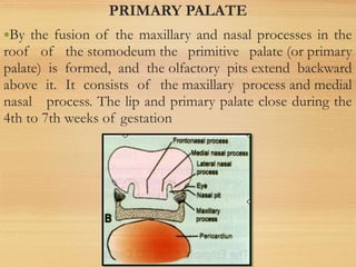 PRIMARY PALATE
•By the fusion of the maxillary and nasal processes in the
roof of the stomodeum the primitive palate (or primary
palate) is formed, and the olfactory pits extend backward
above it. It consists of the maxillary process and medial
nasal process. The lip and primary palate close during the
4th to 7th weeks of gestation
 