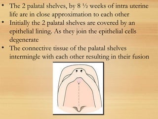 • The 2 palatal shelves, by 8 ½ weeks of intra uterine
life are in close approximation to each other
• Initially the 2 palatal shelves are covered by an
epithelial lining. As they join the epithelial cells
degenerate
• The connective tissue of the palatal shelves
intermingle with each other resulting in their fusion
 