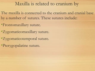 Maxilla is related to cranium by
The maxilla is connected to the cranium and cranial base
by a number of sutures. These sutures include:
•Frontomaxillary suture.
•Zygomaticomaxillary suture.
•Zygomaticotemporal suture.
•Pterygopalatine suture.
 