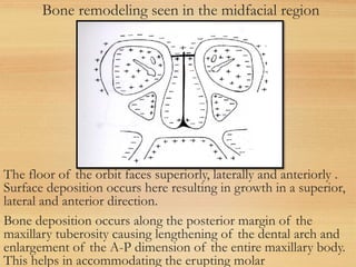 Bone remodeling seen in the midfacial region
The floor of the orbit faces superiorly, laterally and anteriorly .
Surface deposition occurs here resulting in growth in a superior,
lateral and anterior direction.
Bone deposition occurs along the posterior margin of the
maxillary tuberosity causing lengthening of the dental arch and
enlargement of the A-P dimension of the entire maxillary body.
This helps in accommodating the erupting molar
 