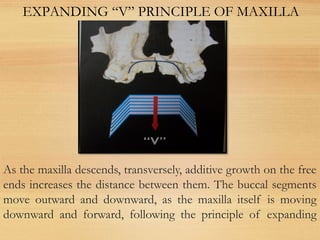 As the maxilla descends, transversely, additive growth on the free
ends increases the distance between them. The buccal segments
move outward and downward, as the maxilla itself is moving
downward and forward, following the principle of expanding
EXPANDING “V” PRINCIPLE OF MAXILLA
 