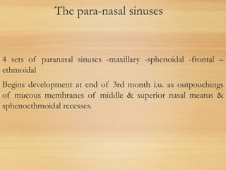 The para-nasal sinuses
4 sets of paranasal sinuses -maxillary -sphenoidal -frontal –
ethmoidal
Begins development at end of 3rd month i.u. as outpouchings
of mucous membranes of middle & superior nasal meatus &
sphenoethmoidal recesses.
 