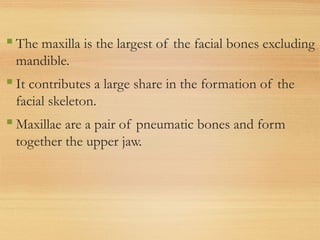  The maxilla is the largest of the facial bones excluding
mandible.
 It contributes a large share in the formation of the
facial skeleton.
 Maxillae are a pair of pneumatic bones and form
together the upper jaw.
 