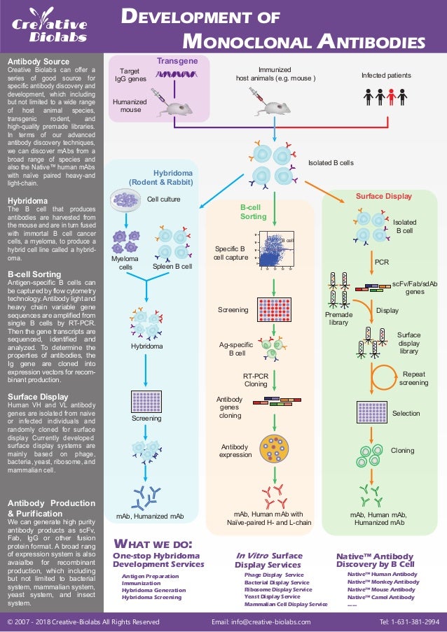 Development of monoclonal antibodies