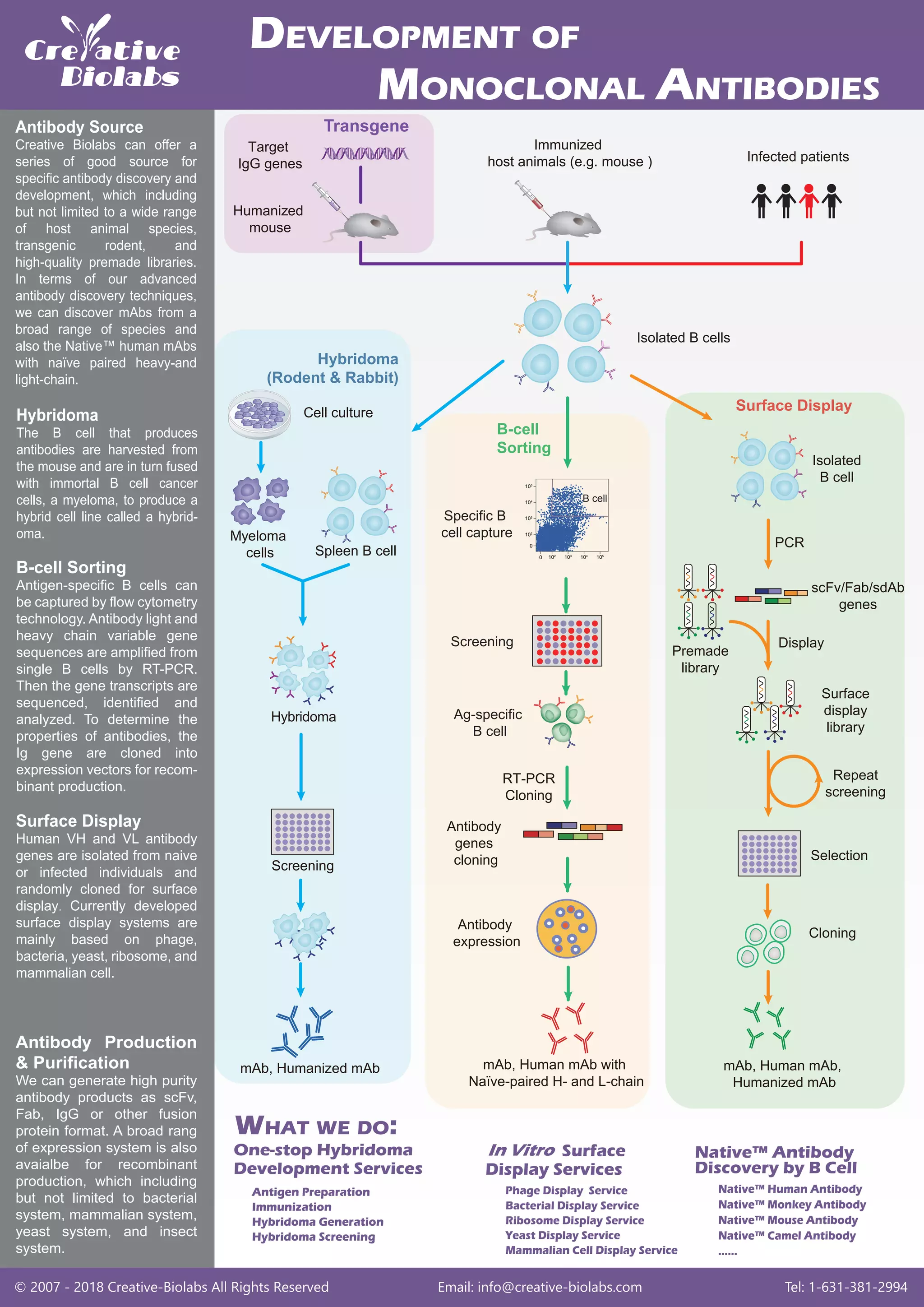 Development of monoclonal antibodies | PDF