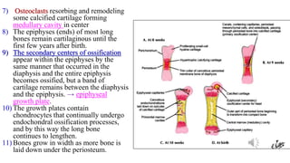 7) Osteoclasts resorbing and remodeling
some calcified cartilage forming
medullary cavity in center
8) The epiphyses (ends) of most long
bones remain cartilaginous until the
first few years after birth.
9) The secondary centers of ossification
appear within the epiphyses by the
same manner that occurred in the
diaphysis and the entire epiphysis
becomes ossified, but a band of
cartilage remains between the diaphysis
and the epiphysis. → epiphyseal
growth plate.
10) The growth plates contain
chondrocytes that continually undergo
endochondral ossification processes,
and by this way the long bone
continues to lengthen.
11) Bones grow in width as more bone is
laid down under the periosteum.
 