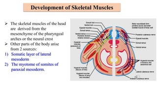  The skeletal muscles of the head
are derived from the
mesenchyme of the pharyngeal
arches or the neural crest
 Other parts of the body arise
from 2 sources:
1) Somatic layer of lateral
mesoderm
2) The myotome of somites of
paraxial mesoderm.
Development of Skeletal Muscles
 