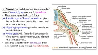 (d) Structure: Each limb bud is composed of
mass of mesenchyme covered by ectoderm.
• The mesenchyme is derived from:-
(a) Somatic layer of Lateral mesoderm: give
rise to the skeleton, connective tissue, and
some blood vessels
(b) Migrating myotomes: give rise muscle and
endothelial cells
(c) Neural crest; will form the Schwann cells
of the nerves, sensory nerves, and pigment
cells (melanocytes).
• Each bud is supplied by motor axon from
the neural tube and will get vascular supply
 