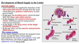 Development of Blood Supply to the Limbs
Arterial supply:
• Each limb buds are supplied by branches of the
intersegmental arteries arising from the aorta
which then give primary axial artery in each
part of limbs.
• In the arm: the brachial artery which divided
later into ulnar and radial arteries
• In the forearm: the common interosseous
artery, which has anterior and posterior
interosseous branches.
• In the thigh: is the deep artery of the thigh
(profunda femoris).
• In the leg: there are the anterior and posterior
tibial arteries.
The venous system:
As the digits (fingers) formed, the marginal sinus
breaks up and the final venous pattern
represented by the basilic and cephalic veins and
their tributaries, develops in upper limb and
saphenous vein in lower limb.
common
interosseous
 