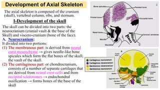 Development of Axial Skeleton
The axial skeleton is composed of the cranium
(skull), vertebral column, ribs, and sternum.
I-Development of the skull
The skull can be divided into two parts: the
neurocranium (cranial vault & the base of the
Skull) and viscero-cranium (bone of the face).
A. Neurocranium:
It divided into two portions:
(1) The membranous part: is derived from neural
crest mesenchyme → gives needle-like bone
spicules which form the flat bones of the skull;
the vault of the skull.
(2) The cartilaginous part: or chondrocranium,
consists of a number of separate cartilages that
are derived from neural crest cells and from
occipital sclerotomes → endochondral
ossification → forms bones of the base of the
skull
 